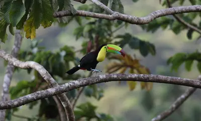 a colorful bird perched on a tree branch at Modern Villa Exclusive Tropical Nature Retreat Rio Celeste 6 to 8 Guests in Upala