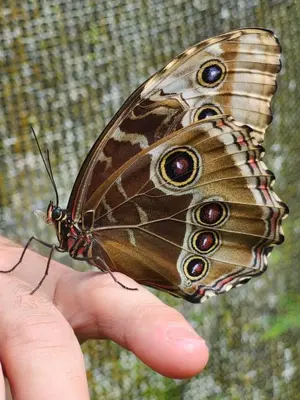 a person holding a brown butterfly on a hand at Modern Villa Exclusive Tropical Nature Retreat Rio Celeste 6 to 8 Guests in Upala
