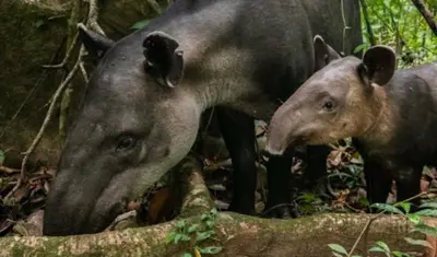 two wild animals standing next to each other at Modern Villa Exclusive Tropical Nature Retreat Rio Celeste 6 to 8 Guests in Upala