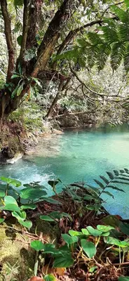 a river with green plants in the middle of a forest at Modern Villa Exclusive Tropical Nature Retreat Rio Celeste 6 to 8 Guests in Upala