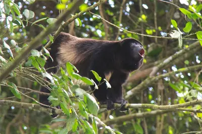 a black monkey is sitting in a tree at Malani Lodge Tamarindo in Villarreal