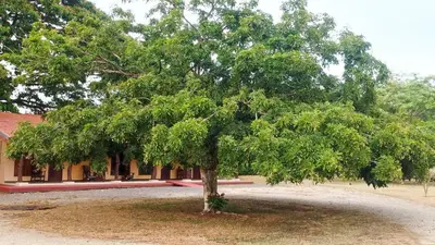 a large tree in front of a building at Hotel El Paraje in Santa Cruz