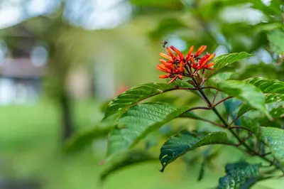 a red flower with a beetle on top of it at Cabañas Retiro Del Rio in Guayabal