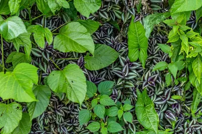 a wall covered in plants and green leaves at Cabañas Retiro Del Rio in Guayabal