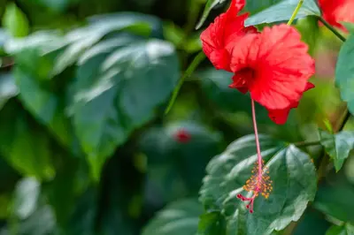 a red flower on a bush with green leaves at Cabañas Retiro Del Rio in Guayabal