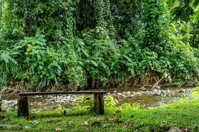 a wooden bench sitting in the grass next to a stream at Cabañas Retiro Del Rio in Guayabal