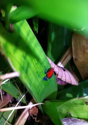 a colorful bird sitting on a green leaf at Cabañas Retiro Del Rio in Guayabal