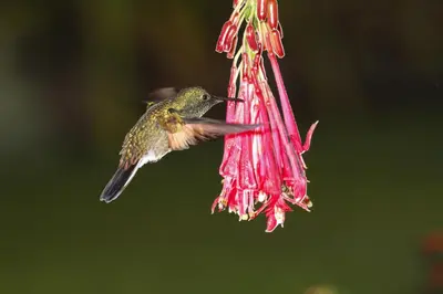 a hummingbird is feeding from a red flower at Cabañas Retiro Del Rio in Guayabal