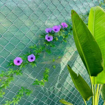 a group of purple flowers and green leaves at Casa Colibrí Playa Blanca in Paquera