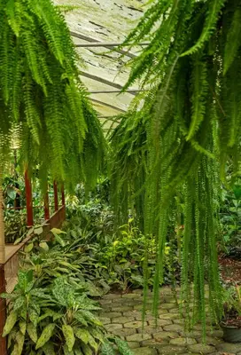 a green garden with plants and a palm tree at Hotel La Pérgola in Sarapiquí