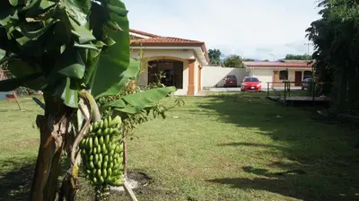 a bunch of bananas hanging from a banana tree at Casa Andalucia Apartments in Santo Domingo