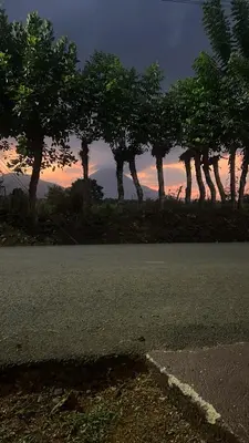 an empty road with a row of trees at sunset at Casa Lapas in Guayabal