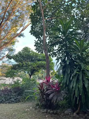 a garden with two palm trees and plants at Casa Zen in Potrero