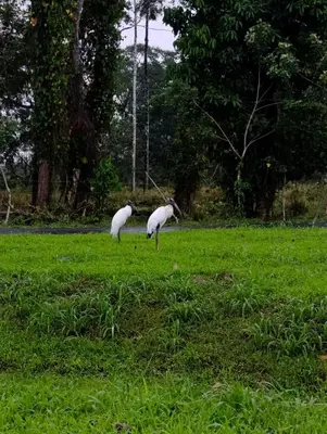 two white birds standing in a field of grass at Cabaña Tranquila en la Naturaleza in Tigra
