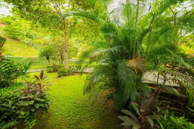 a garden with palm trees and green grass at Veranda 5H - 1 Bedr 1 Bath in La Mona
