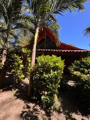 a house with a palm tree and some bushes at Cabuya Lodge in Cabuya