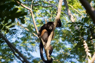 a monkey is sitting on a tree branch at Nalu Nosara Pool Villa Mar in Nosara