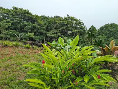 a green bush with a red flower in a field at Villa Piedra Viva in Tilarán