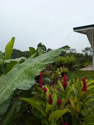 a large leaf with water droplets on it next to flowers at Villa Piedra Viva in Tilarán