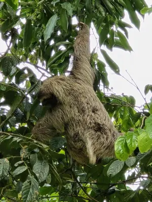 a brown sloth hanging from a tree at Casita El Perezoso in San Rafael