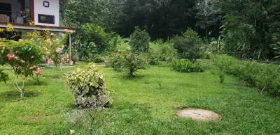 a garden with many plants and flowers in the grass at Paseo de Damitas in Quepos