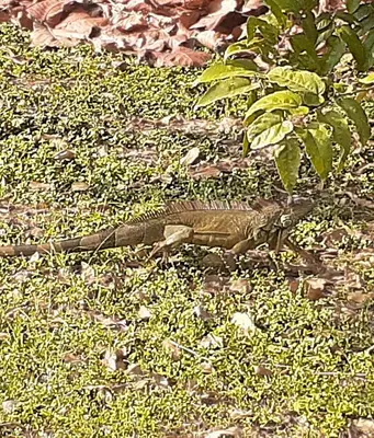 a lizard laying on the ground in the grass at Casa iguana in Potrero