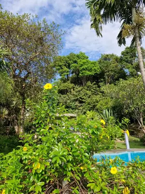 a garden with a pool and trees and yellow flowers at El Diamante - Colibri in Playa Hermosa