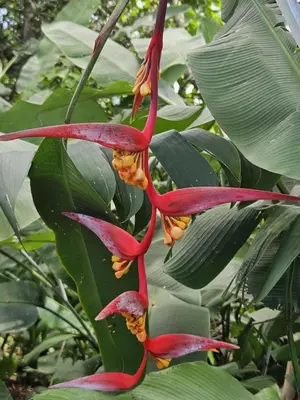 a bunch of red flowers on a tree at Jardin De Poas Hotel & Nature Resort in Poás