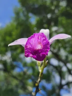 a purple and white flower in front of a tree at Jardin De Poas Hotel & Nature Resort in Poás
