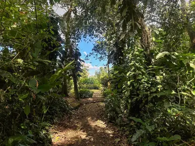 a path through a jungle with trees and a blue sky at Cabin with private tropical forest in Tanque