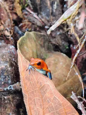 an orange and blue bird sitting on a leaf at Monstera Forest Lodge in Fortuna