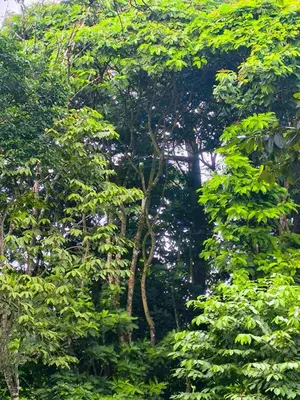 a group of trees with green leaves in a forest at Monstera Forest Lodge in Fortuna