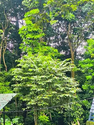 a large green tree in front of some trees at Monstera Forest Lodge in Fortuna