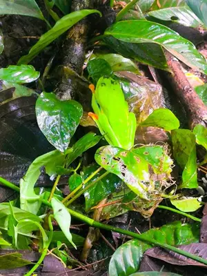 a green bird sitting on top of a plant at Monstera Forest Lodge in Fortuna