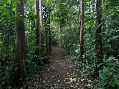 a trail in the middle of the jungle at Cozy Studio with private tropical forest in Tanque
