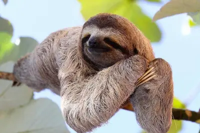 a brown sloth hanging on a tree branch at New 4BDR Ocean Mountain View Villa - Mar a Mar in Punta Leona