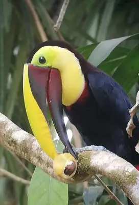 a toucan is sitting on a tree branch at Hospedaje Casa Blanca Tortuguero Carey in Tortuguero