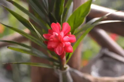 a red flower in a vase with green leaves at TreeTops Inn in San Juanillo