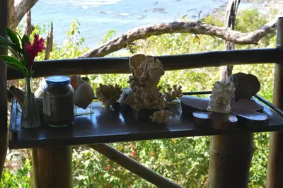 a table with plants and other items on a balcony at TreeTops Inn in San Juanillo