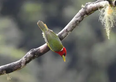 a humming bird perched on a tree branch at Cloud Forest Villas- Eco Lux - All Inclusive