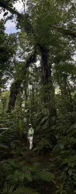 a person standing in the woods under a tree at Cloud Forest Villas- Eco Lux - All Inclusive