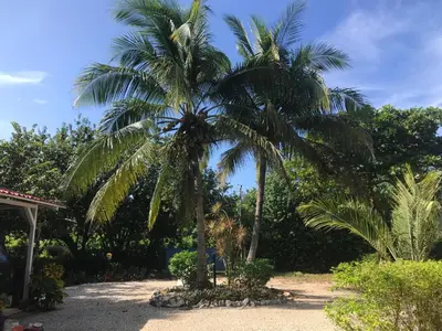 a couple of palm trees in a yard at Coco Loco Azul Boutique Apartments by Lucky Vacation Homes in Playa Junquillal