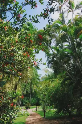 a garden with palm trees and a dirt road at Villa Del Sol Boutique Hotel in Coco
