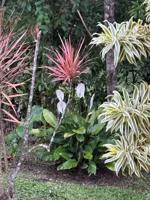 a garden with many different types of plants at LaCusuca in Guadalajara