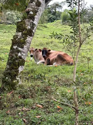 two cows laying in the grass next to a tree at Bhoga Forest