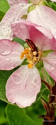 a pink flower with a butterfly on top of it at Infinite Stillness Farm in Buenos Aires