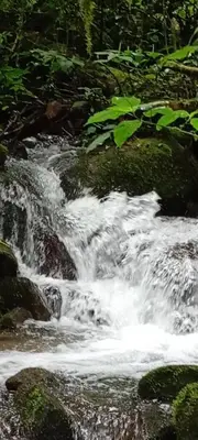 a stream of rushing water in a forest at Infinite Stillness Farm in Buenos Aires