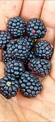a hand holding a bunch of blackberries at Infinite Stillness Farm in Buenos Aires