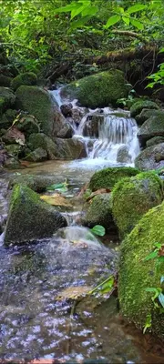 a stream of water with rocks in a forest at Infinite Stillness Farm in Buenos Aires