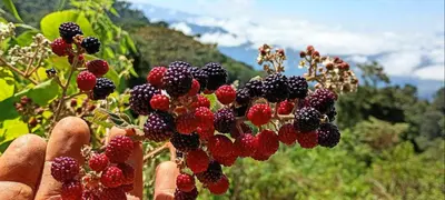 a person holding a bunch of berries on a plant at Infinite Stillness Farm in Buenos Aires